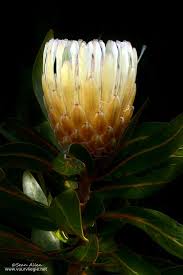 Limestone Sugarbush Protea Obtusifolia Protea Flower Protea Australian Wildflowers