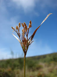 Image result for Vahlia dichotoma