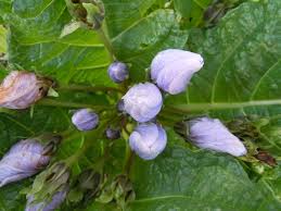 Image result for Solanum cyaneopurpureum