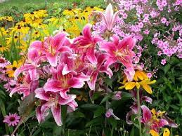 Do stargazer lilies need full sun? Photo Gallery Ii Garden Flower Beds Stargazer Lily Lily Flower