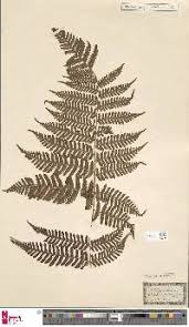 Image result for Ctenitis cirrhosa