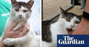 Cats that live in feral cat colonies often have an ear that is notched or cut by a vet. Australia S Grumpy Cat Shelter Staff Find Demonic Chester A Home Just In Time For Christmas Cats The Guardian