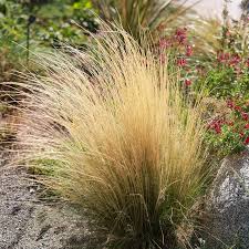 Image result for Polystachya tenuissima