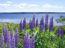 Lupins Maine Artist Maine Scene Maine Coast