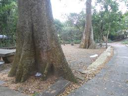 Image result for Antiaris toxicaria