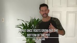 We did not find results for: Purrfect Interior Plant Pick Cat Palm Youtube