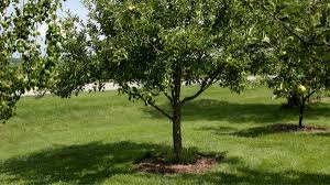 The best source of vitamin c. Buy Acerola Cherry Florida Sweet Fruit Trees Malpighia Emarginata