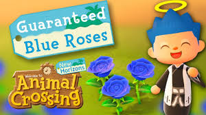 Sep 25, 2020 · clone the blue roses you have. How To Breed Blue Roses New Horizons Guaranteed Check The Pinned Comment Youtube