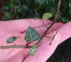 English ivy is a popular natural remedy for removing mold spores from your indoor air. How To Revive A Dying Ivy Plant Gardener Report