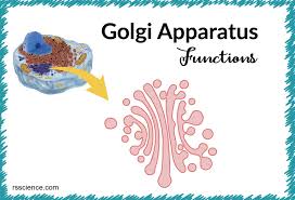 Check spelling or type a new query. Golgi Apparatus Function The Post Office Inside The Cells Rs Science