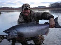 سمك السلمون الأبيض الأسماك من البحار الشمالية