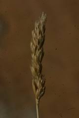 Image result for Danthoniopsis dinteri