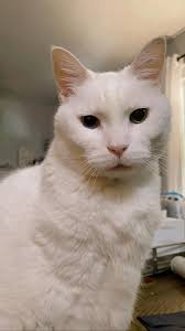 Missing: Casper. White fluffy male cat. Has one blue eye and one yellow.  Missing from Worcester Road since 3/12/24. He's chipped and missed dearly.  Please keep an eye out & kindly check