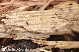 Nov 28, 2018 · another natural way to get rid of ants from your flower beds is to surround them with sticky traps made from items in your kitchen. Facts About Ants In A Garden Organic Control Tips Get Busy Gardening