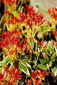 Image result for Pieris formosa