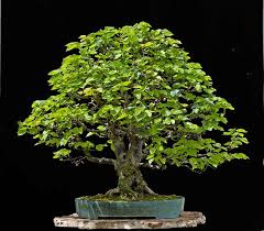 Linden 3 Bonsai Baum Bonsai Asiatischer Garten