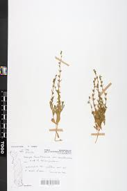 Image result for Bacopa hamiltoniana