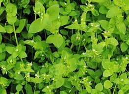 The simplest way to kill chickweed is to remove it by hand. Chickweed Edible And Delicious Weed