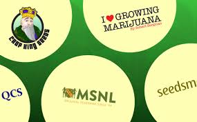 Our dutch seeds shop is one of the oldest established seed banks in the world and we're located in the heart of amsterdam. The 5 Best Seed Banks In 2021 Top Cannabis Seed Banks That Ship To Usa How To Buy Marijuana Seeds Online Sf Weekly