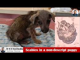 Image result for scabies dogs detail
