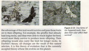 Check spelling or type a new query. Peppered Moth Evolution Essays Yevnig Com