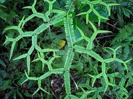 Image result for Gleicheniaceae