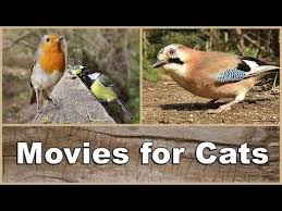 Bird Videos For Cats To Watch Online 71 Movies For Cats To Watch Birds The Ultimate Movie Video For Your Cat Youtube In 2020 Cats Bird Watching Birds