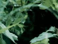 Image result for Aspilia pluriseta