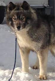 Siberian husky puppies is where you would get the best friend and companion you would find in a pet. Lauradale S Siberian Husky Puppies For Adoption In Pennsylvania Siberian Husky Husky Husky Puppy