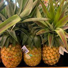 White reduced acid sugar loaf pineapple is also a popular treat. Sugar Loaf Pineapple Information And Facts
