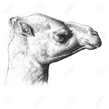 This video is for educational purpose, to enlighten adults, novices how to draw using simple drawing techniques and painting as well. The Head Of A Camel Hand Draw Royalty Free Cliparts Vectors And Stock Illustration Image 39278474