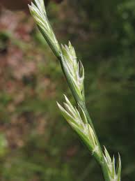 Image result for Lolium