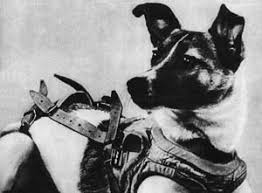 Laika Wikipedia