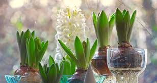 There are succulents that flower as well. Growing Flowers Indoors Farmers Almanac