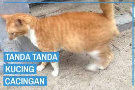 Dalam menangani berbagai penyakit mulut pada kucing seperti di atas, deteksi dini dan langkah penanganan tepat. 16 Tanda Tanda Kucing Cacingan Kamu Harus Tahu Kucingklik Com