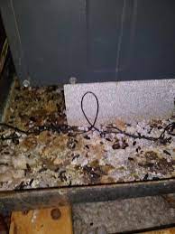 335 west park loop, huntsville, al, 35806. 1st Choice Wildlife Removal Home Facebook