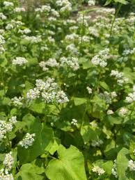 Image result for Fagopyrum esculentum