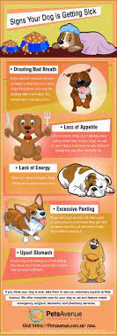 Keeping him healthy and happy is something that is important to you. Signs Your Dog Getting Sick Visit Vet Singapore