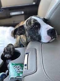 Check spelling or type a new query. Jagger Boxer Puppy Male For Sale In Jacksonville Florida Classified Americanlisted Com