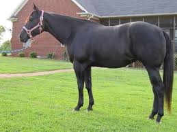Black And White Paint Horses For Sale Near Me Saddie S Horse Photo Album Horsemart Horses Horses For Sale American Quarter Horse