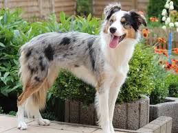 The blue merle border collie is a clever herding dog with ancient roots. Border Collie Rassehunde Vom Silberwolf