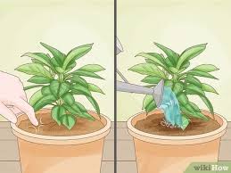 Check spelling or type a new query. 4 Ways To Revive A Plant Wikihow