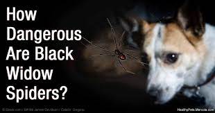 Just the female black widow is dangerous to people; Black Widow Spiders Are More Venomous Than Rattlesnakes