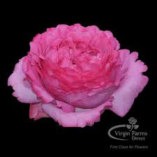 The deep pink hybrid tea rose yves piaget (rosa yves piaget) also goes by several other names, including queen adelaide and royal brompton, but smells intensely sweet no matter its name. Yves Piaget Garden Rose Virgin Farms High Quality Garden Roses