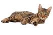 Serengeti Cat | Breed Info & Characteristics | The Dutiful Cat