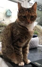 Use this cat puzzle feeder to control food intake and weight, slow down cat's eating, prevent vomiting and give your cats a fun challenge. Stop Cats From Bringing In Wildlife By Playing With Them More And Feeding Them A Meat Rich Diet