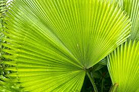 Image result for Licuala grandis