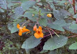 Image result for Impatiens  capensis