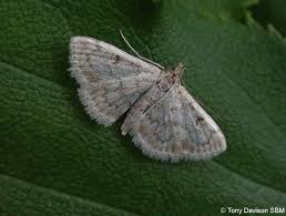 Image result for Anania perlucidalis