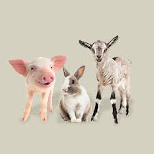 Pet feed stores modesto ca. Modesto Milling Organic Feeds And Supplements Organic Poultry Feeds Horse Feed And More To Meet Different Lifecycle Requirements